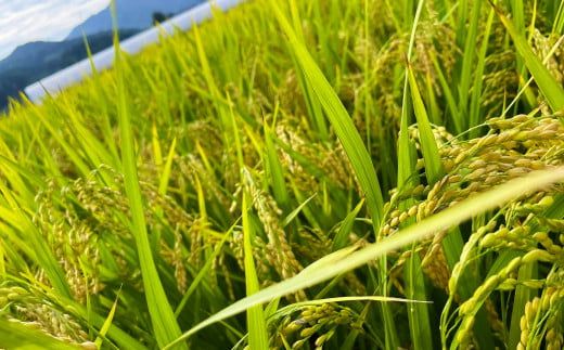 【新米受付・令和7年産米】空舞米 新潟県岩船産 コシヒカリ 精米 12kg 1063001N