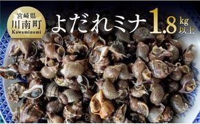 宮崎県産活貝　日向灘獲れ！よだれミナ(シマミクリ貝・シマアラレミクリ貝) 【 魚介類 貝 ミクリガイ 涎貝 おつまみ 】 [C01801]