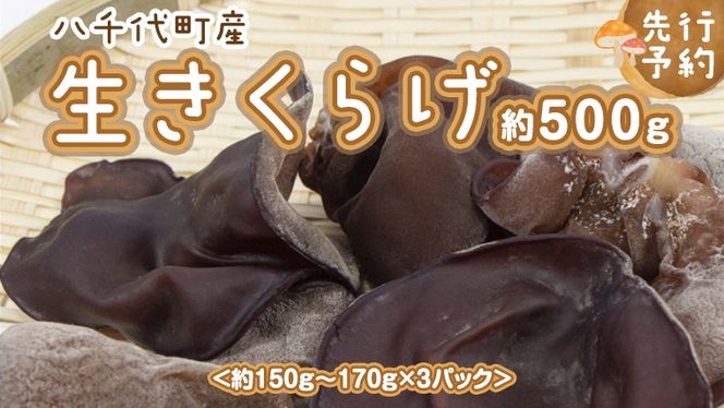 【先行予約 2026年6月以降発送】八千代町産 生きくらげ 約500g (約150g～170g ×3パック ） キクラゲ 木耳 きのこ キノコ ふるさと納税 7000円 茨城県 八千代町 [CW001ya]
