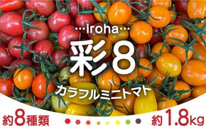 【2026年1月中旬～発送】カラフル ミニトマト 彩８（いろは） 約8種類 合計約1.8kg / トマト 夏野菜 野菜 旬 食べ比べ / 産地直送 安心 安全 彩り / 南島原市 / 植木農園 [SBL001]