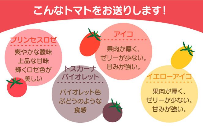 【2026年1月中旬～発送】カラフル ミニトマト 彩８（いろは） 約8種類 合計約1.8kg / トマト 夏野菜 野菜 旬 食べ比べ / 産地直送 安心 安全 彩り / 南島原市 / 植木農園 [SBL001]