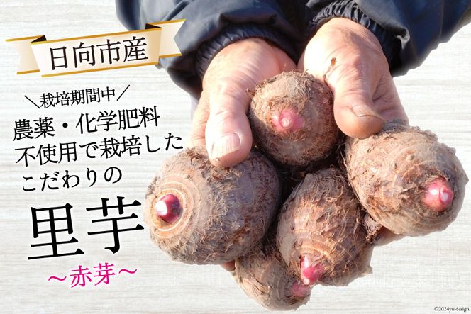 【期間限定発送】 里芋 赤芽 2kg [甲斐自然派農園 宮崎県 日向市 452060525] さといも ホクホク