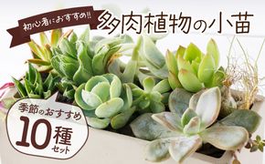【初心者におすすめ】多肉植物の小苗１０本セット（１０種類アソート） 5000円 可愛い ミニサイズ 人気 オススメ 趣味 インテリア ナチュラル 自然 風水 緑 かわいい 初心者 おすすめ 送料無料　sh005