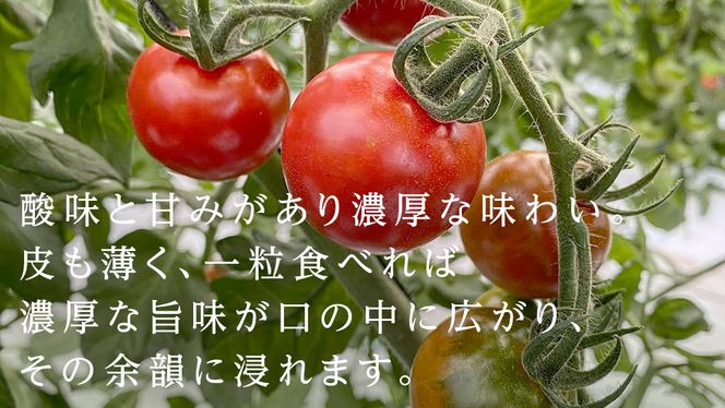 フルーツミニトマト 約1kg 【1月10日発送開始】 ミニトマト とまと リコピン フルーツトマト 野菜 [AY07-NT]