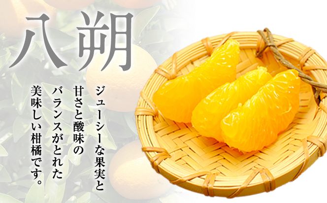 【先行予約】【訳あり/ご家庭用】はっさく 八朔 4kg＋1kg  計約5kg サンファーム《1月上旬-3月末頃より出荷予定》和歌山県 紀の川市 ご家庭用---wsk_saf8_1j3m_25_7000_5kg---