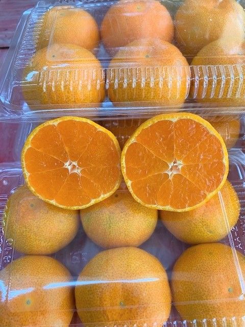 グリーンハウスみかん　6パック【マルシ農園】 CC16