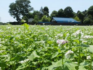 【二八そば5人前分】三芳そば打ち用そば粉セット そば 二八そば そば打ち 小麦粉 打ち粉 FAA-121