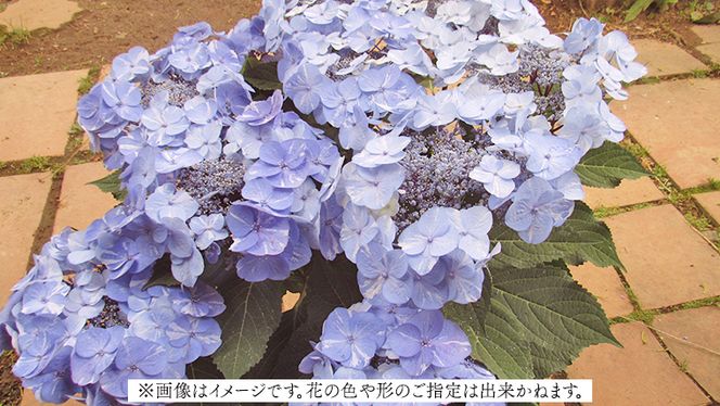 ガク アジサイ 【 おまかせ 1点 】【2024年4月上旬頃より発送開始】 植物 花 インテリア フラワー 紫陽花 お花 園芸 初夏 梅雨 ガーデニング [BG006us]