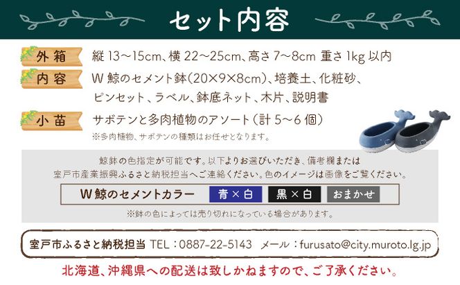 サボテン多肉植物の小苗アソートセットＷ　寄せ植え説明書付　sh001