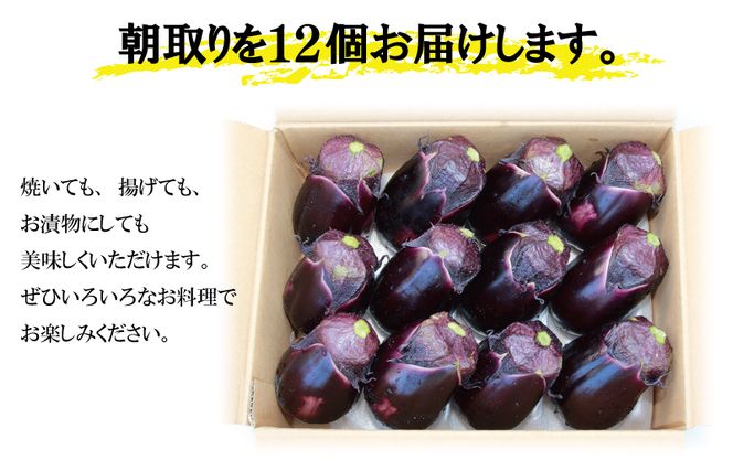 010B1061 【先行予約】 泉州 泉佐野産 ハウス水なす 12個 夏旬の水なすを冬にどうぞ！