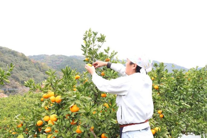 【CF】丹精込めて育てました！マルチみかん「うまか」　※11月中旬頃から発送　※離島不可