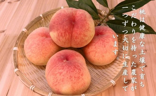 FB001 【2024年 先行予約】日本一の産地山梨県産　朝採れ桃２kg(５～８玉）