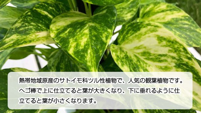 ポトス 1鉢 ヘゴ仕立て 観葉植物 ガーデニング 植物 鉢 [AM073us]