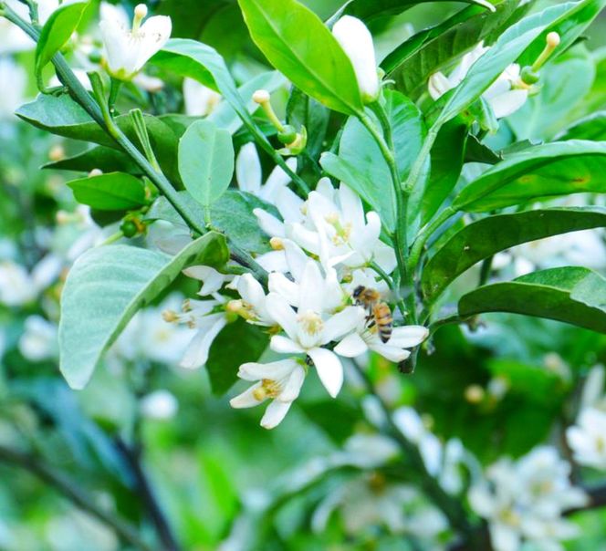 163 国産純粋はちみつ(みかん蜜) 600g(A163-1)