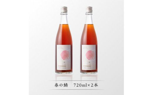 【数量限定】天龍梅の実を使用！オリジナル梅酒「春の鱗」（720ml×2本）【 お酒 アルコール 酒 梅酒 】 [F5603]