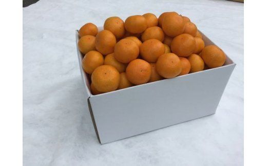 【先行予約】【数量限定】田縁農園の温州みかん（生果）5kg ｜ 柑橘 みかん ミカン フルーツ 果物 愛媛 ※2024年11月上旬～12月下旬頃に順次発送予定