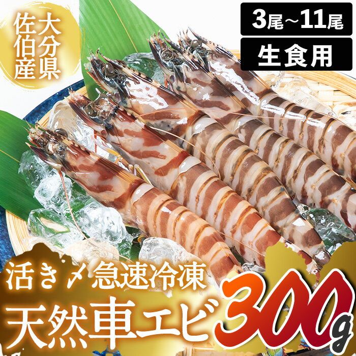 天然 活き〆車エビ 生食用 (計300g) エビ 海老 車海老 冷凍 刺身 さしみ 天ぷら 塩焼 バーベキュー 国産 大分県 大分県 佐伯市[DL18][鶴見食賓館]