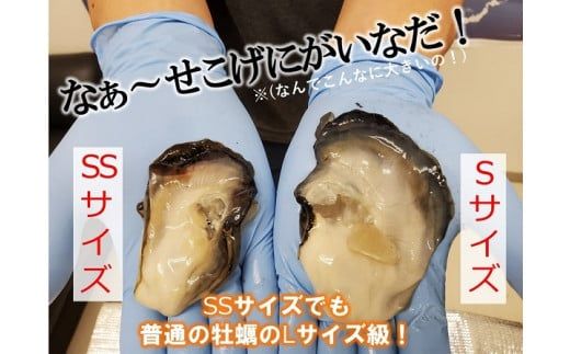 【島の海の幸コラボ】特大寒シマメ丸ごと2本×ブランド岩牡蠣Sサイズ５個