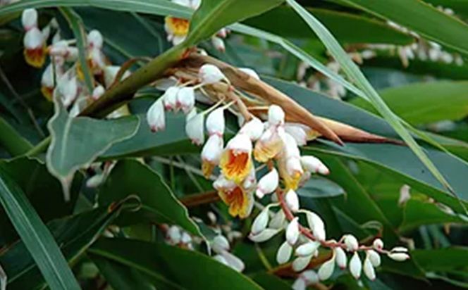 丸海きあら月桃ローション100ml