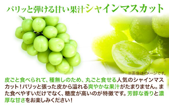 家庭用つる付きシャインマスカット 2房(1房530g以上)【配送不可地域あり】有限会社ホーティカルチャー神島 令和8年産先行受付《2026年9月上旬-10月下旬頃出荷》岡山県 笠岡市 送料無料 葡萄 フルーツ 果物 シャインマスカット つる付き お取り寄せフルーツ---H-31b---