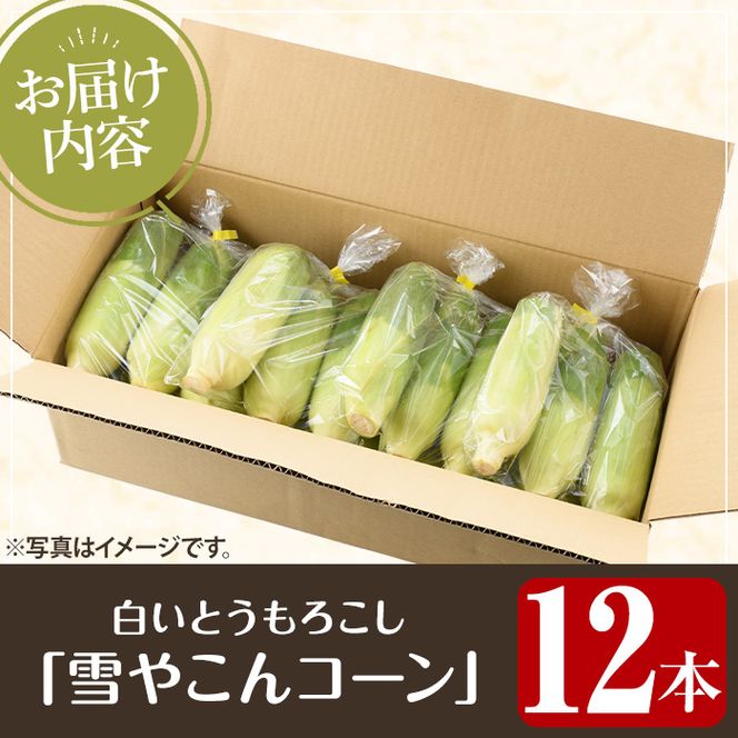 訳あり！数量限定！極甘！白いとうもろこし「雪やこんコーン」(12本) 国産 トウモロコシ 玉蜀黍 ホワイト コーン 野菜 糖度 夏 イネ科 数量限定 期間限定 訳アリ【うとさんち】a-13-37