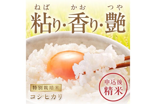 京丹後米　特別栽培米コシヒカリ10kg　令和5年　注文後精米　野木源 NO00008