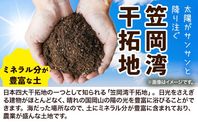 しお風キャベツ 約10kg ( 4～6玉 )《1月中旬-3月末頃出荷予定》キャベツ 野菜 青果物 岡山県 笠岡市---223_731_1c3m_23_8000_10kg---