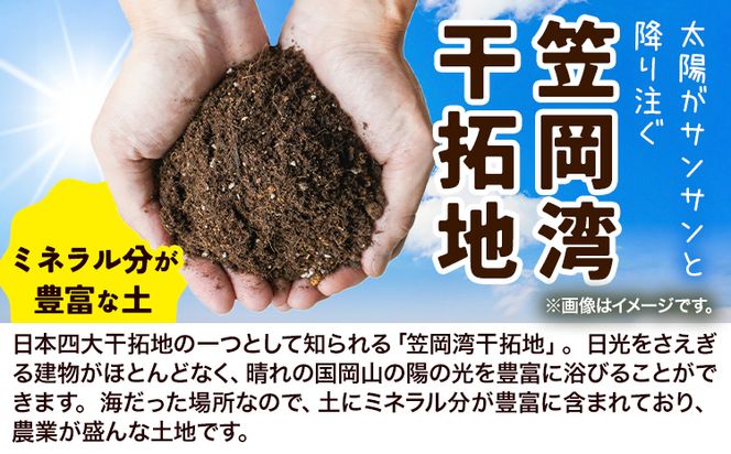 【先行予約】 しお風新たまねぎ 約10kg 先行予約《5月中旬-6月上旬頃出荷》 玉ねぎ 新たまねぎ 玉葱 たまねぎ 新玉 野菜 青果物 岡山県 笠岡市---kasaoka_zsy_140_10---