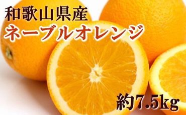 【濃厚】和歌山県産ネーブルオレンジ約7.5kg（サイズおまかせ）※2023年12月中旬～2024年1月中旬ごろに順次発送予定（お届け日指定不可）【tec918】 