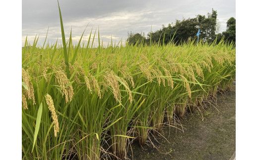 A101 あいお（秋穂）で育ったお米　きぬむすめ　玄米30kg