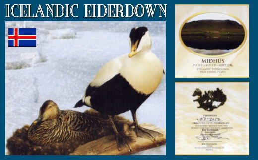 AM007【シングル】【アイダーダウン】羽毛布団シングルサイズ150X210cm【新津】｜掛け布団　絹　シルク