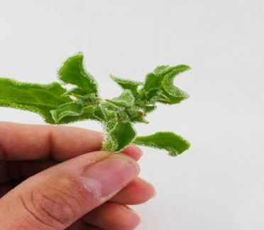 BB001　アイスプラント進化形 シャインリーフ（100g入り×5パック）