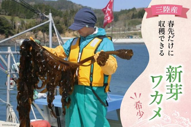 漁師さんからのおすそわけ】新芽わかめ 300g(約100g×3袋