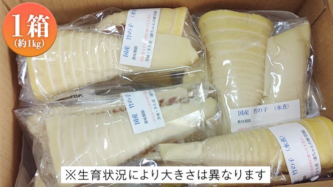 《 先行予約 》 掘りたて 穂先 ゆでたけのこ 約1kg 【 2026年 4月中旬 以降発送 】 野菜 春 旬 期間限定 数量限定 国産 産地直送 箱 真空パック 個包装 茹で 筍 タケノコ 竹の子 [AQ002us]