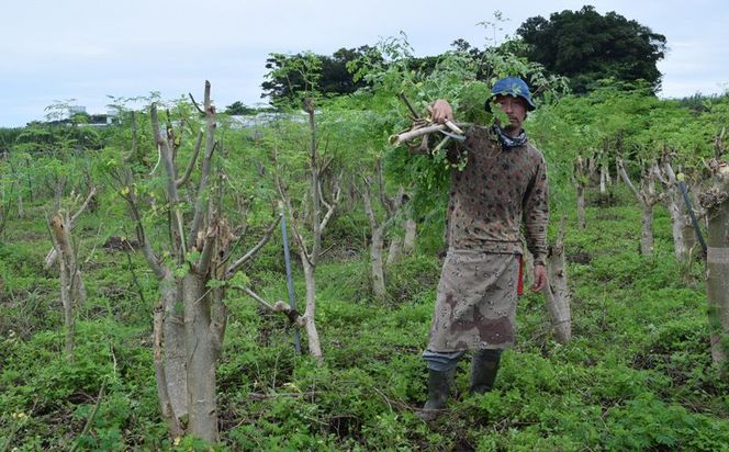 奇跡の植物＜モリンガ＞パウダー（5個セット） ☆ チカラ お手軽 ビタミン豊富 ミネラル豊富 読谷村産 沖縄