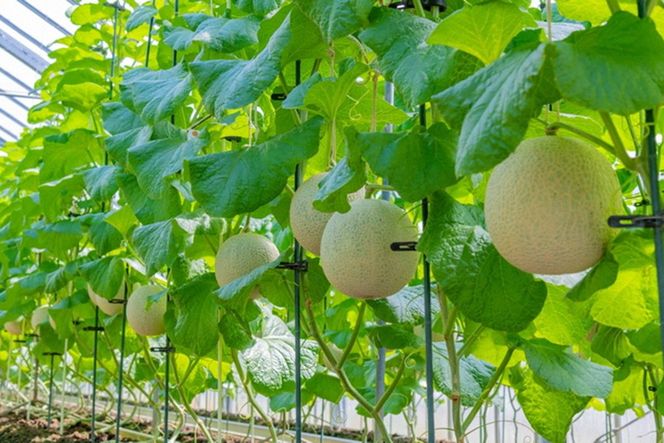 【先行予約】みんな大好き甘～ぃ！京丹後砂丘めろん！ 3玉（2026年7月下旬～発送）　YK00531