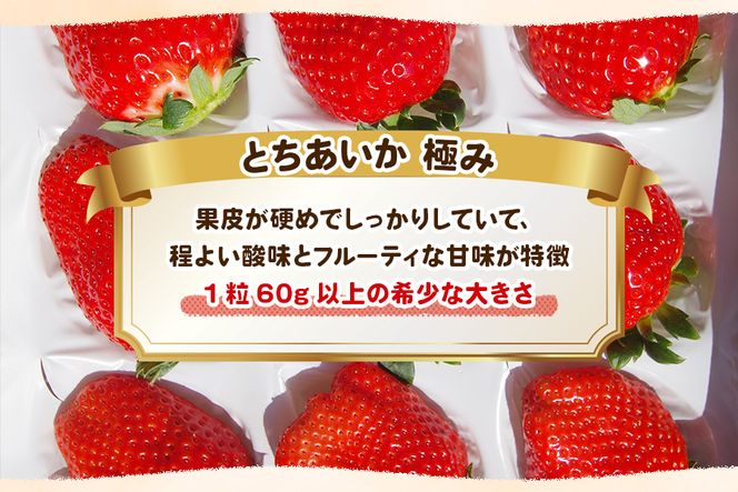 [数量限定] 完熟朝摘みとちあいか 極み 12粒《1月初旬～2月初旬に順次発送》｜いちご イチゴ 苺 フルーツ とちあいか 果物 産地直送 栃木県産 [0573]