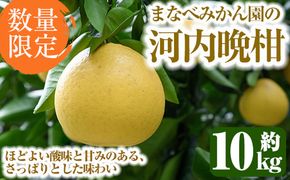 ＜先行予約受付中！2026年3月中旬以降順次発送予定＞まなべみかん園の河内晩柑(約10kg) 国産 鹿児島県産 阿久根市産 柑橘類 かんきつ 晩柑 果物 フルーツ 期間限定 数量限定 デザート かわちばんかん 10kg 贈答用 ギフト【有限会社まなべみかん園】a-16-63-z