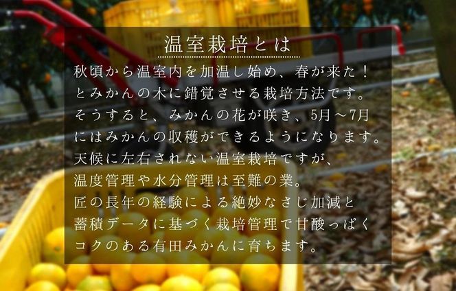 【5月出荷予定】小玉ちゃん ハウスみかん 温室栽培 夏の有田みかん 2kg 秀品 2Sサイズ以下 和歌山県 産地直送 みかんの会 AX275 