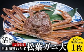 【先行予約】【活き】ご自宅用日本海獲れたて松葉ガニ 大　800g～940g前後　1枚◇ ≪かに カニ 蟹 ズワイガニ≫ ※2024年11月上旬～2025年3月上旬頃に順次発送予定