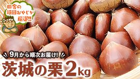 茨城の栗 2kg 【 9月より発送開始 】田舎の頑固おやじが厳選！  [BI95-NT]