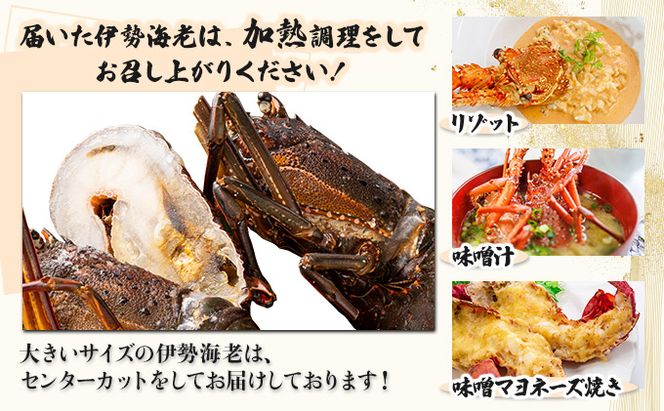 室戸産活冷伊勢海老【２～３尾】　tk009