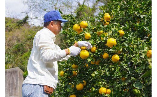 【先行予約】【農家直送】愛媛県産 不知火 贈答用 4.5kg ｜ 柑橘 蜜柑 みかん ミカン 果物 フルーツ でこぽん 不知火と同品種 ※2025年2月下旬～3月下旬頃に順次発送予定