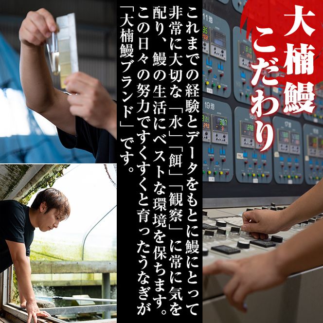 うなぎの大楠＜大＞2尾セット計300g(150g×2) a5-244