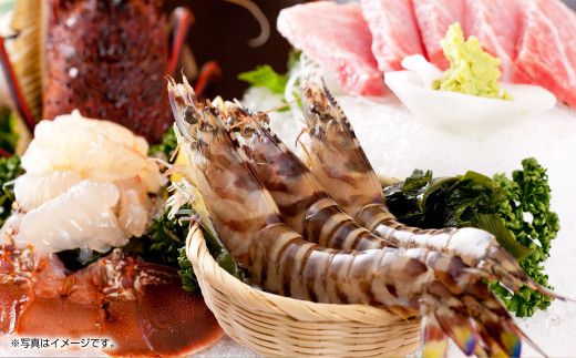 【配送指定日必須】天草産 活車海老 600g（15～25尾入り）【発送期間2025年11月5日から2026年3月31日】ご入金後から14日以降かつ配送期間内にて、寄付フォームの応援メッセージ欄に必ず配送希望日を記載ください