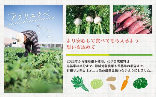 【 2回定期便 早期受付 数量限定 】 とれたて 新鮮 農家直送 アグリユウベの冬野菜セット (小) 国産 野菜セット 野菜便 やさい 野菜 冬野菜 産地直送 国産 高知県 四万十市 四万十 しまんと 定期便 【配送月：2026年1月・2月】25-398