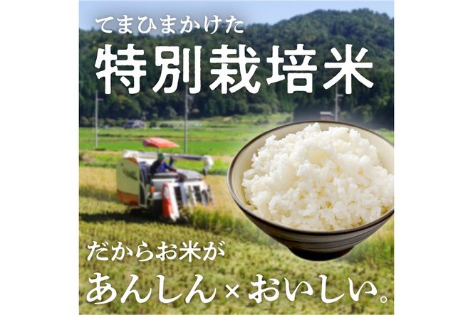 令和6年産 特別栽培米コシヒカリ 丹後椿（京丹後森本産） 5kg【定期便6回】　AG00011