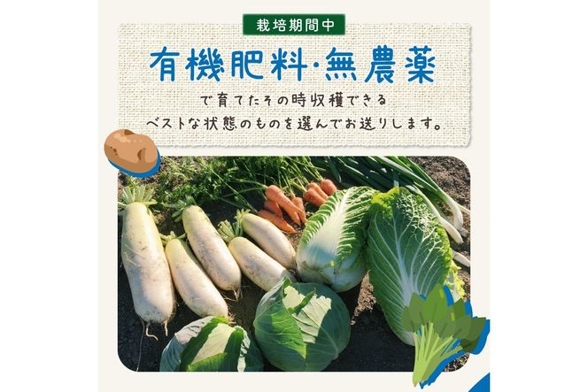 【先行予約／数量限定100】農家直送　旬の冬野菜8～10種セット　SJ00004