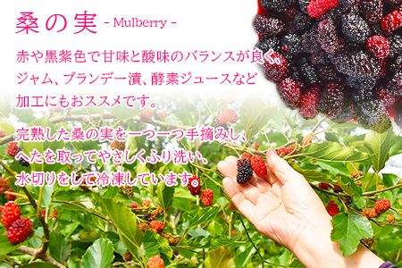 ＜桑の実（冷凍） 1kg＞翌月末迄に順次出荷【c808_mz_x4】