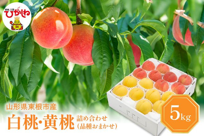 【2026年産 先行予約】 白桃＆黄桃 詰め合わせ (品種おまかせ) 5kg 秀品 化粧箱入り 東根農産センター提供 山形県 東根市 hi027-265